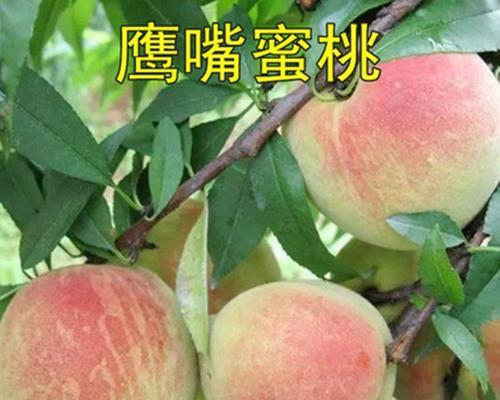 水蜜桃种植条件及种植要点（掌握气温要求，打造水蜜桃种植基地）