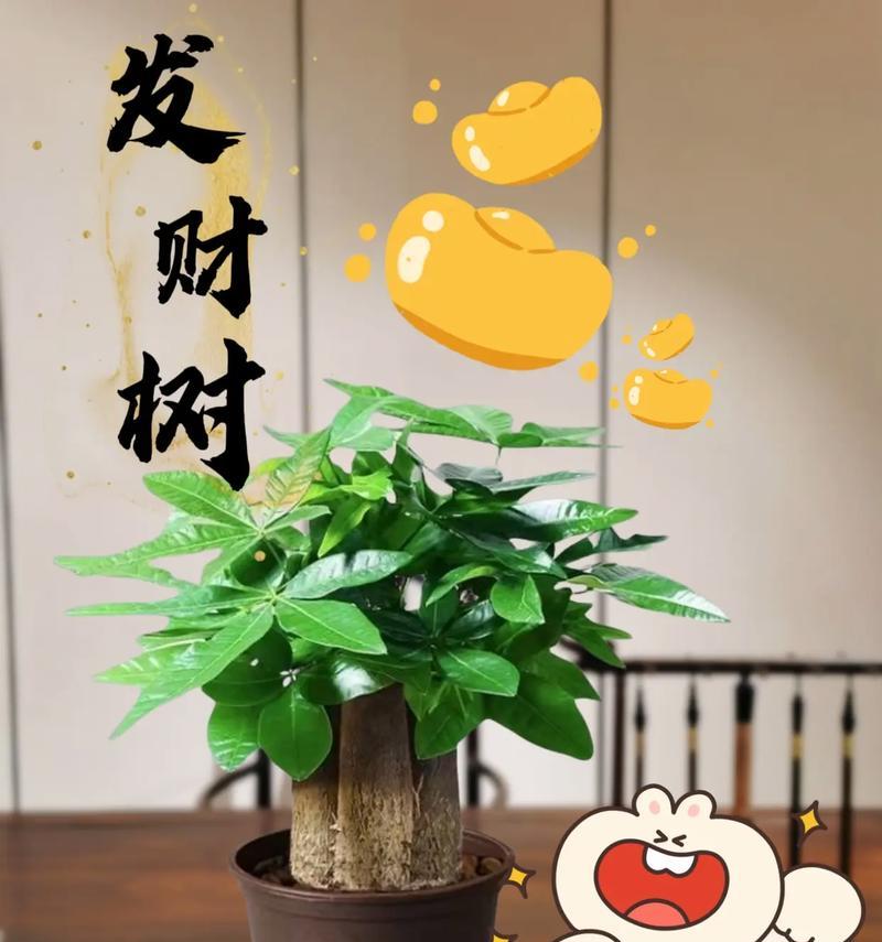 发财树的家庭养法（如何让你的发财树在家中茁壮成长）