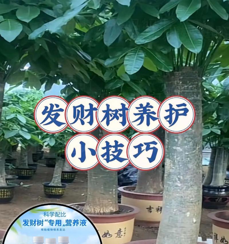 发财树的家庭养法（如何让你的发财树在家中茁壮成长）