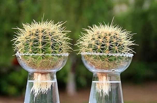 水栽植物的养护与美化（打造水中花园，助力室内空气净化）