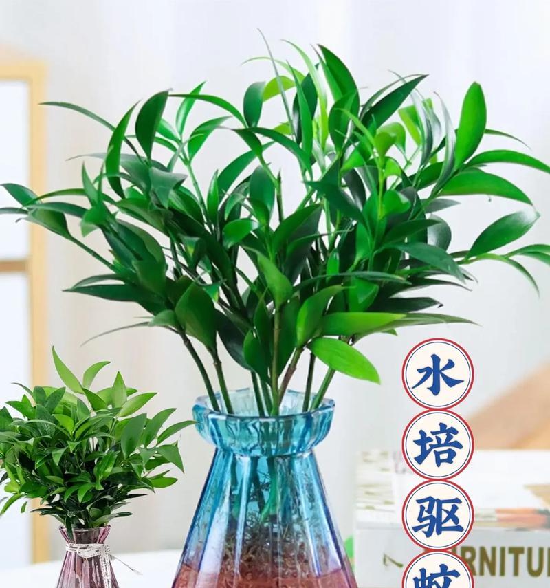 水栽植物的养护与美化（打造水中花园，助力室内空气净化）