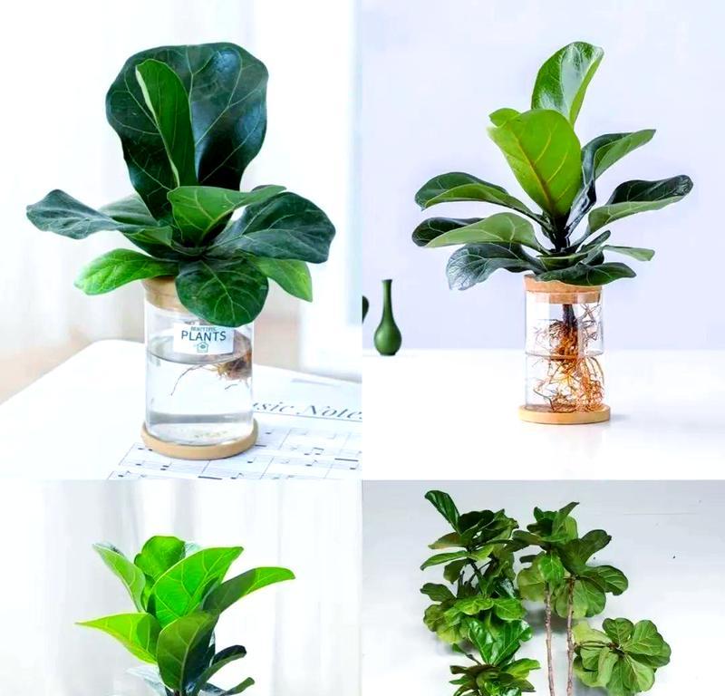 水栽植物的养护与美化（打造水中花园，助力室内空气净化）