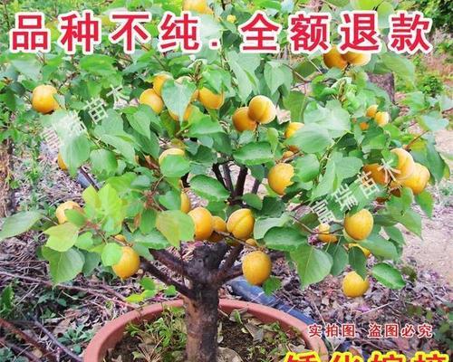 家里能种杏树吗？（一步一步教你在家里种植杏树，享受无限果实）