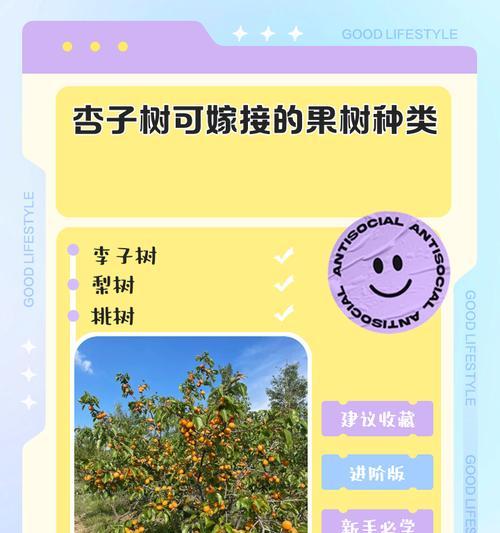 家里能种杏树吗？（一步一步教你在家里种植杏树，享受无限果实）