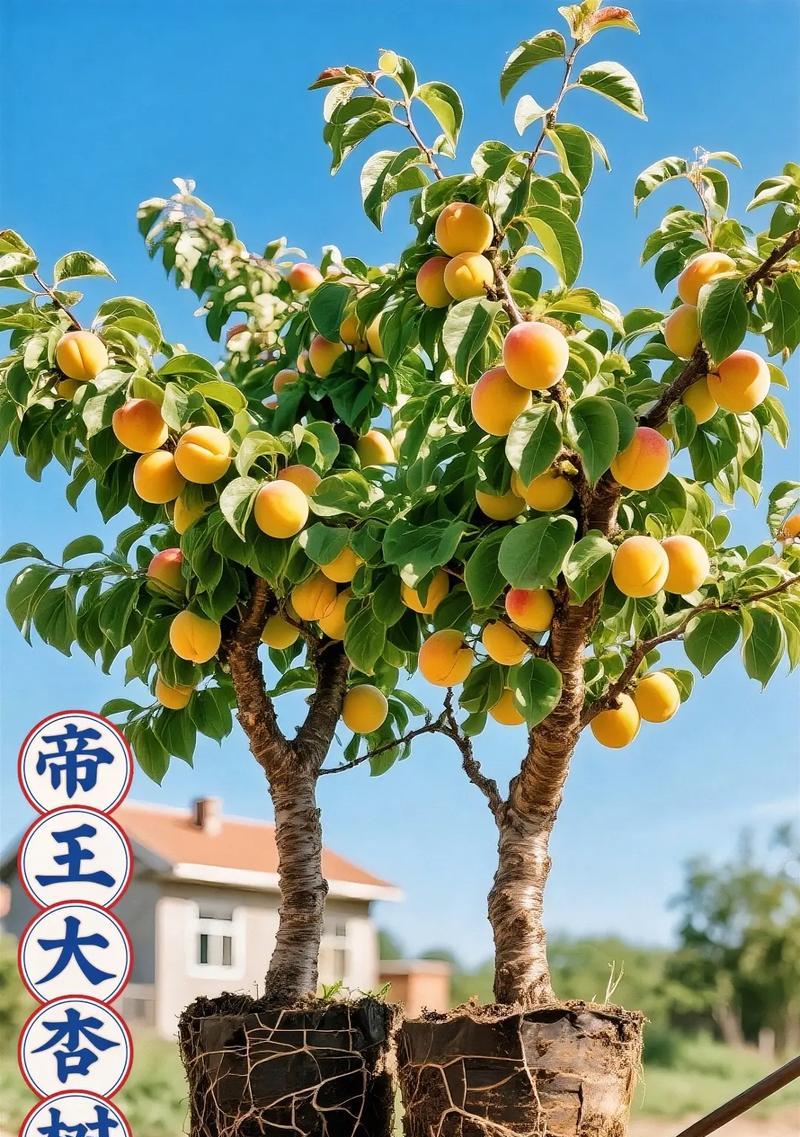 家里能种杏树吗？（一步一步教你在家里种植杏树，享受无限果实）