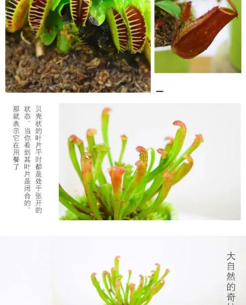如何正确养护扑蝇草（培养美丽多肉植物，提高生活品质）