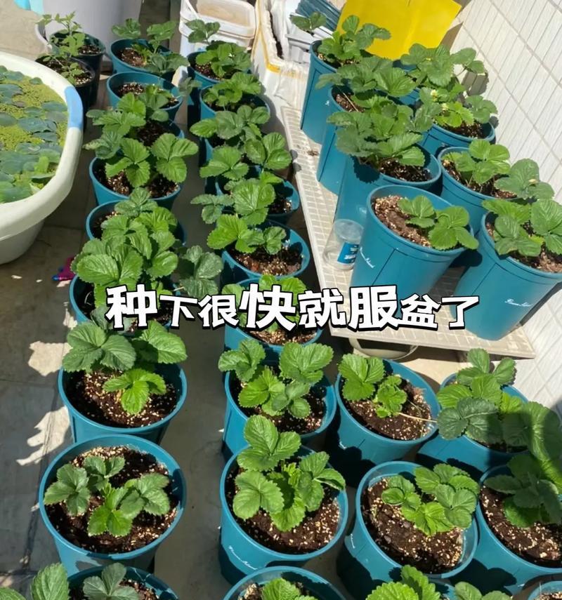 如何科学浇水盆栽草莓？（春夏秋冬，每个季节的浇水技巧大不同！）