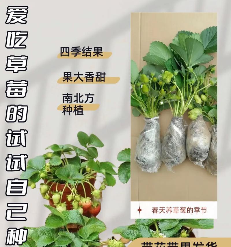 如何科学浇水盆栽草莓？（春夏秋冬，每个季节的浇水技巧大不同！）