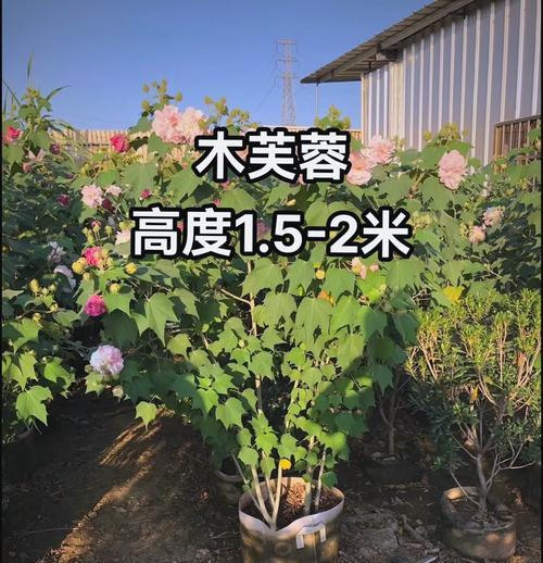 揭秘八仙花真实身份（探究八仙花的草本与木本特性）
