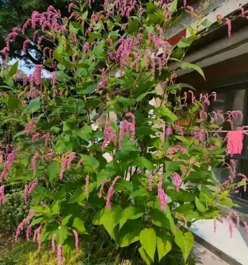 揭秘八仙花真实身份（探究八仙花的草本与木本特性）