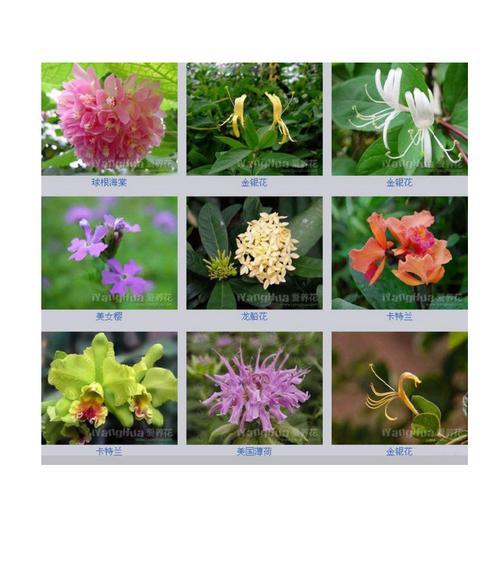 金桂如何养护才能开花？（教你养出美丽的金桂花）