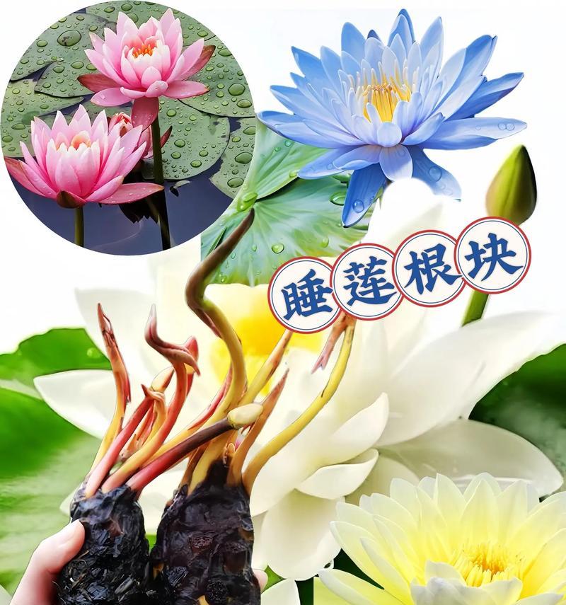 睡莲可用沙子种植吗？（探究睡莲种植的奥秘）