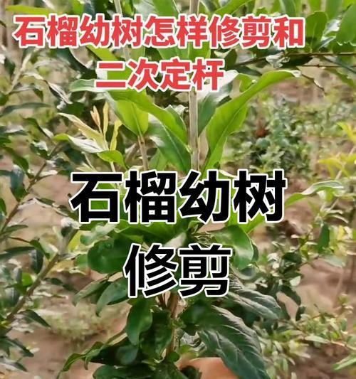 石榴树的病虫害防治（防患于未然，保护石榴果实健康）
