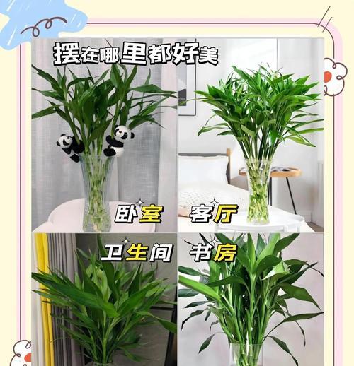 打造旺盛生长的土养富贵竹（如何科学合理地养护富贵竹，让它茁壮成长）