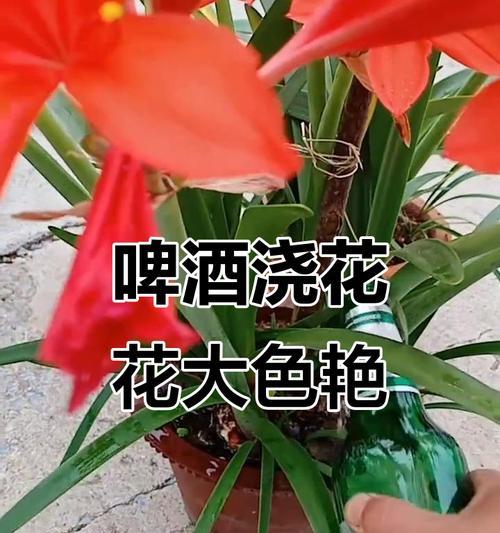 喝剩的啤酒也能为你的花草添绿（喝剩的啤酒能否给花草浇水？探究啤酒浇花的利弊与技巧）