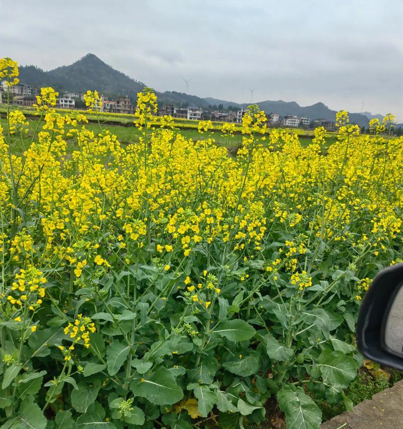 油菜花开花季节及时间（探秘油菜花的盛开之美）