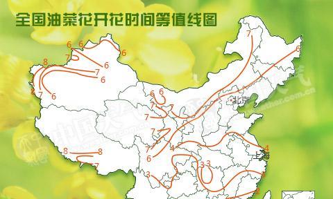 油菜花开花季节及时间（探秘油菜花的盛开之美）