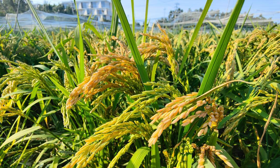 旱稻生长期分析（从种植到收割的详细解析）