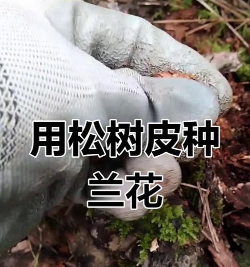 松树的养殖方法（打造属于自己的绿色空间）
