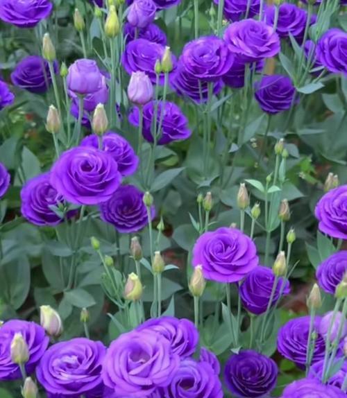 高贵神秘的黑百合花语（探寻黑百合花的魅力与神秘）
