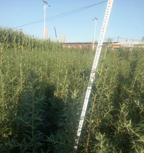 沙棘果实多年结果实，高产易种的良种果树（探究沙棘果实结果实的优势和栽培技术）