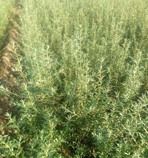 沙棘果实多年结果实，高产易种的良种果树（探究沙棘果实结果实的优势和栽培技术）