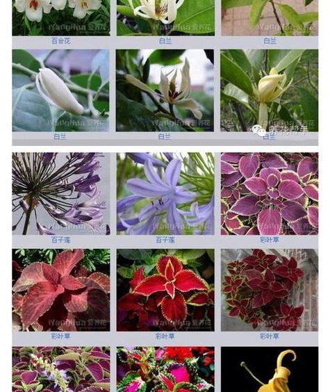 菊花花期详解（探秘菊花的开花时间和鲜花语）