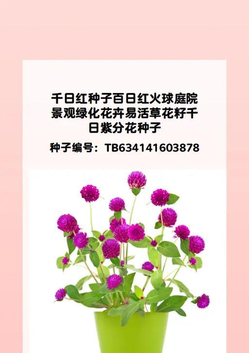 家中养千日红吉利，你需要知道的所有事情（适合养在家中的千日红吉利，如何让它茁壮成长？）