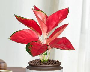 家中养千日红吉利，你需要知道的所有事情（适合养在家中的千日红吉利，如何让它茁壮成长？）
