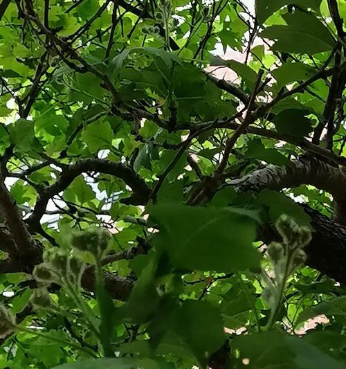 山楂的开花结果及其重要性（探究山楂的生长周期和果实特点，了解其开花结果的影响因素和作用）