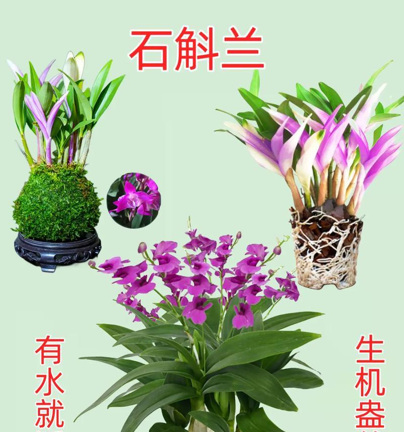 石斛兰的开花时间和频率（探究石斛兰的开花规律及关键因素）