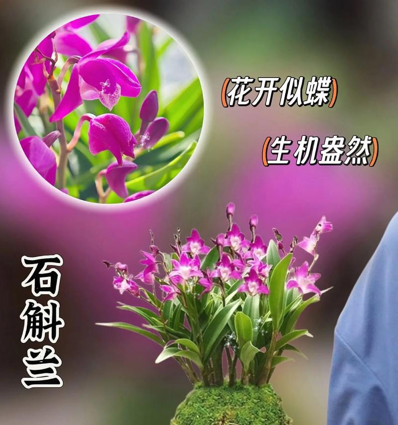 石斛兰的开花时间和频率（探究石斛兰的开花规律及关键因素）