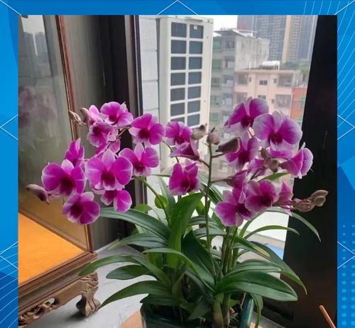 石斛兰的开花时间和频率（探究石斛兰的开花规律及关键因素）