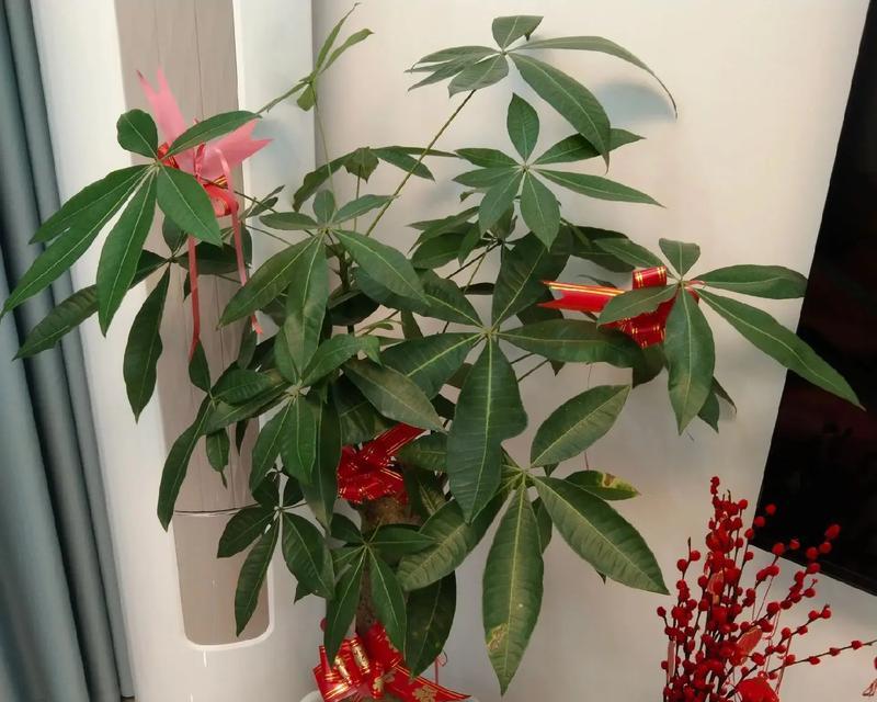 木瓜树的浇水时间和方法（如何科学地为木瓜树浇水）