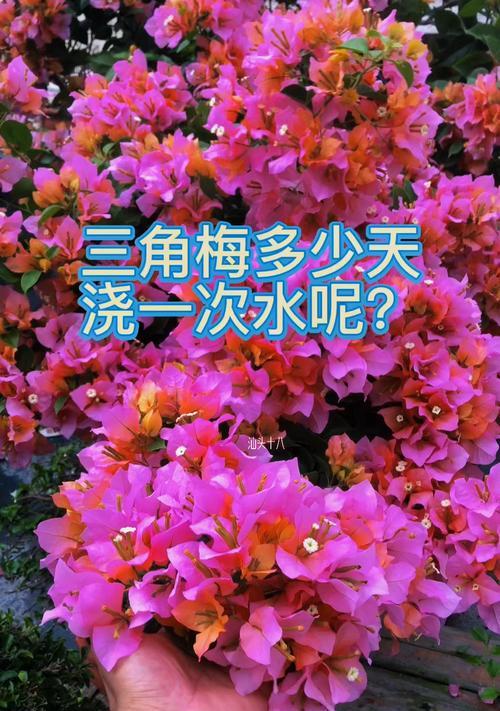 木瓜树的浇水时间和方法（如何科学地为木瓜树浇水）