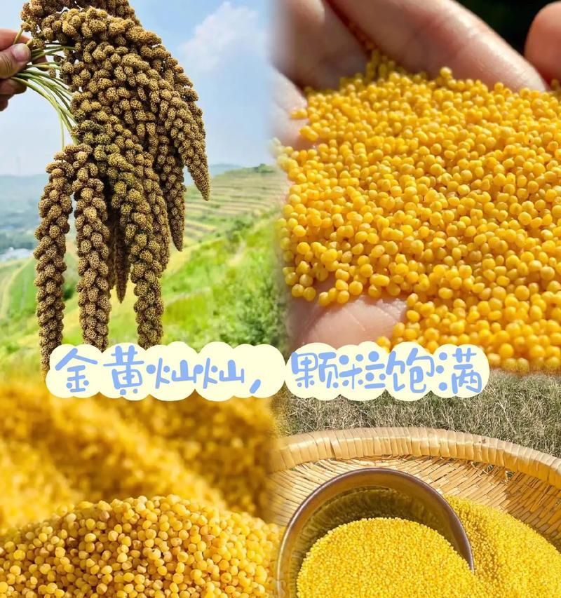 小米适合什么地方种植？（种植小米，关键在选择种植地）