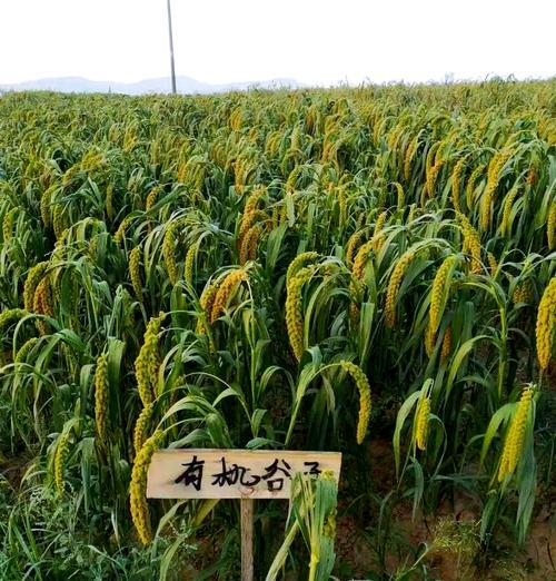 小米适合什么地方种植？（种植小米，关键在选择种植地）