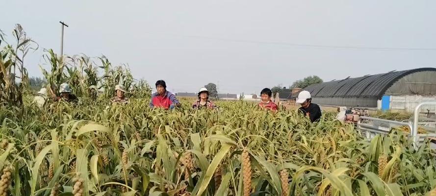 小米适合什么地方种植？（种植小米，关键在选择种植地）