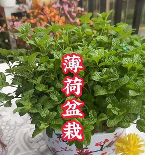 家里也能种薄荷！（从种子到口感，轻松掌握种植技巧，享受美味健康！）