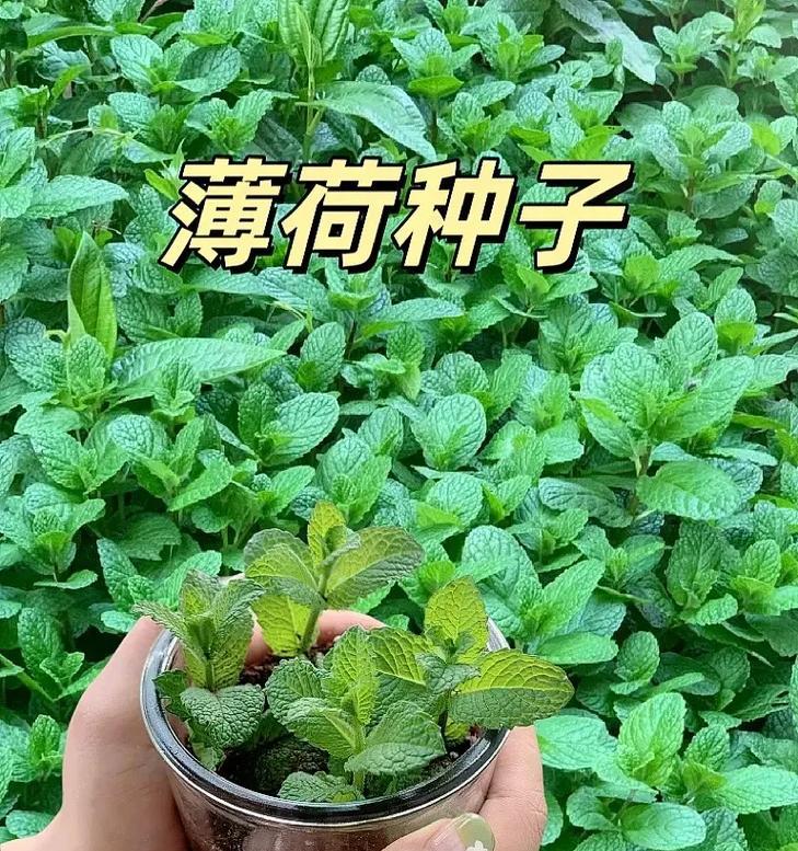 家里也能种薄荷！（从种子到口感，轻松掌握种植技巧，享受美味健康！）