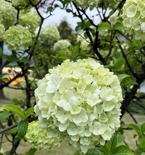 白芨开花的花语与寓意（探寻白芨开花的意义，解读它的美丽与神秘）