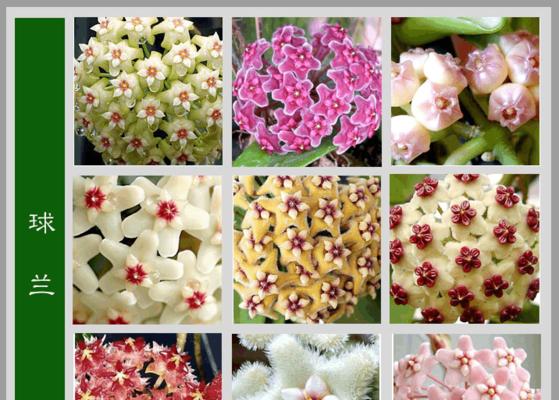 落地生根技巧，无惧严寒（抗寒植物，防止冻害）