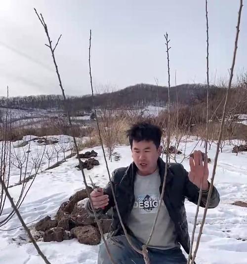 小李子树的修剪方法详解（掌握小李子树的精细修剪技巧，让您的园林更加美丽）