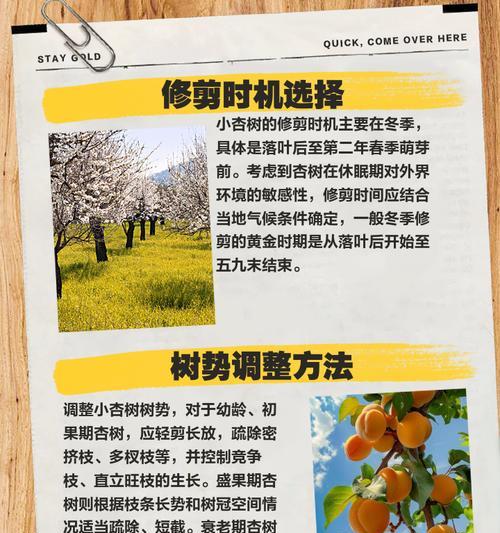 小李子树的修剪方法详解（掌握小李子树的精细修剪技巧，让您的园林更加美丽）
