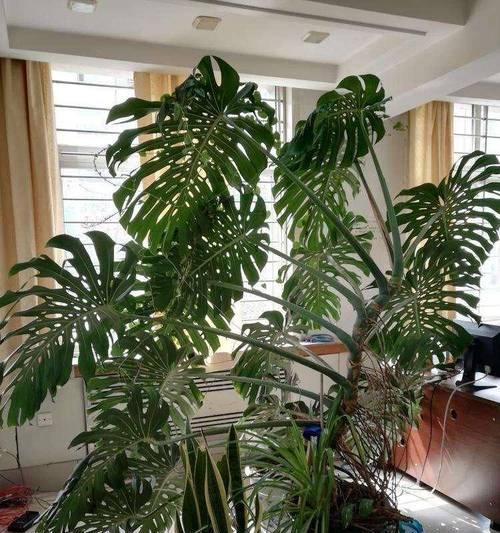 家居绿化，适合种什么植物？（让生活更美好的绿色选择）