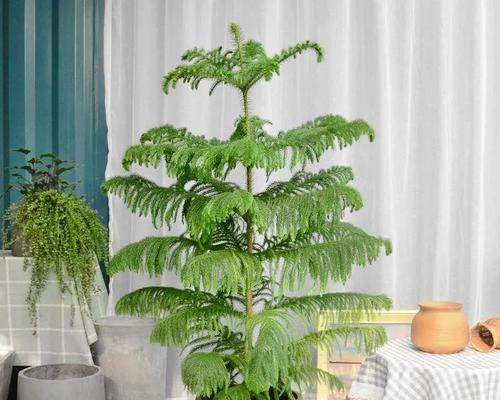 家居绿化，适合种什么植物？（让生活更美好的绿色选择）