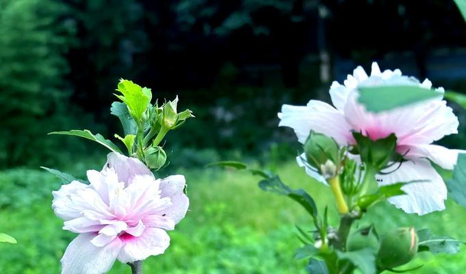 木槿开花的秘密（探究木槿花的形态和生长习性）