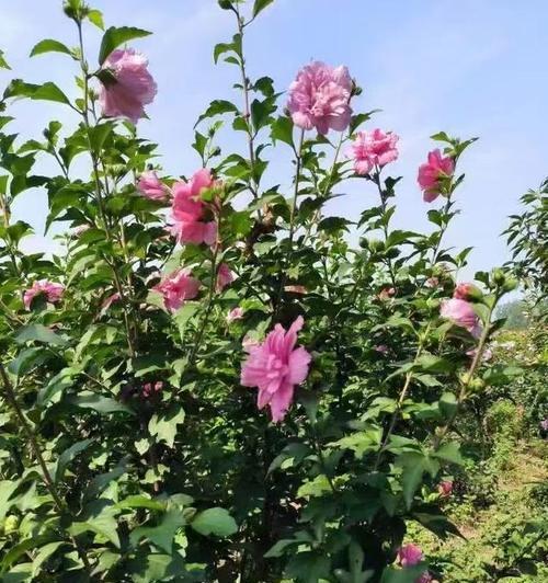 木槿开花的秘密（探究木槿花的形态和生长习性）