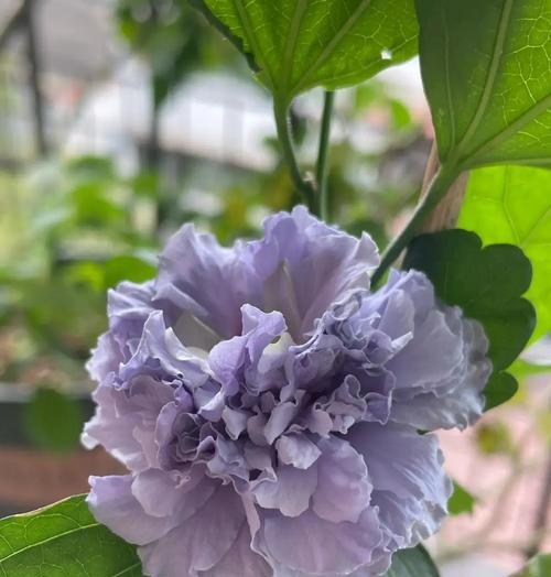 木槿开花的秘密（探究木槿花的形态和生长习性）