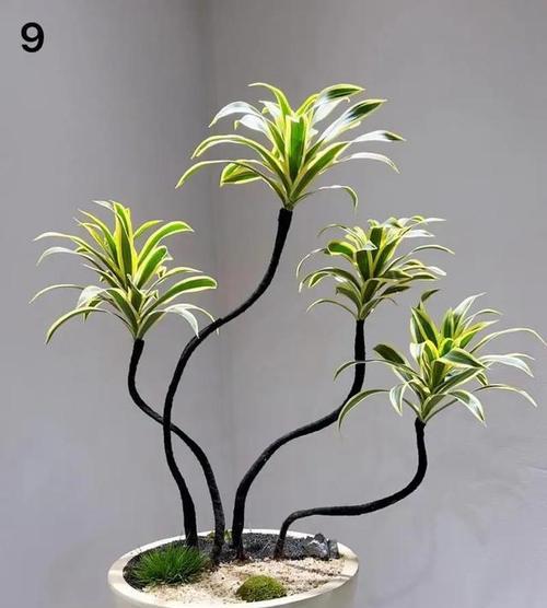 打造清新自然的室内环境，选择合适植物很重要！（打造清新自然的室内环境，选择合适植物很重要！）
